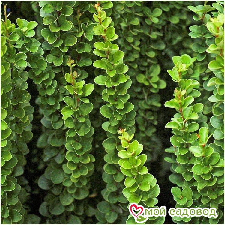 Барбарис Тунберга «Эректа»