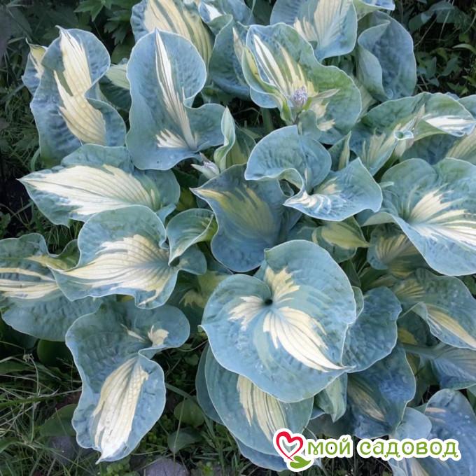 Хоста Голден Меадоус